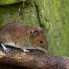 Just a little mouse